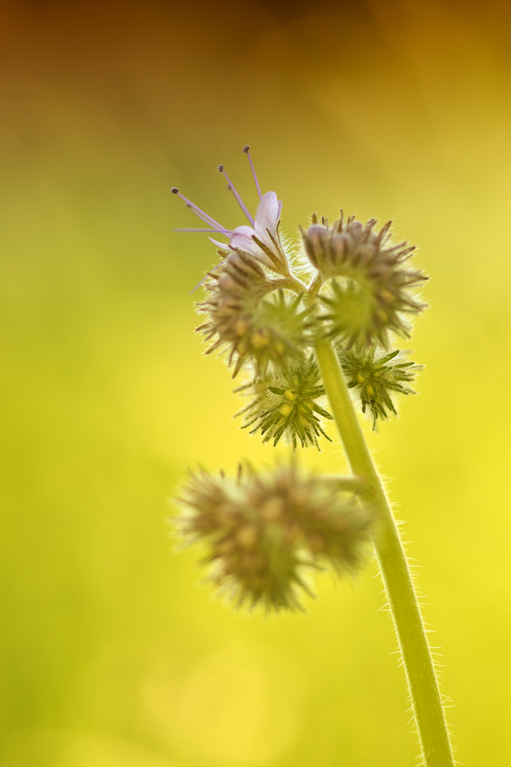 Bienenweide