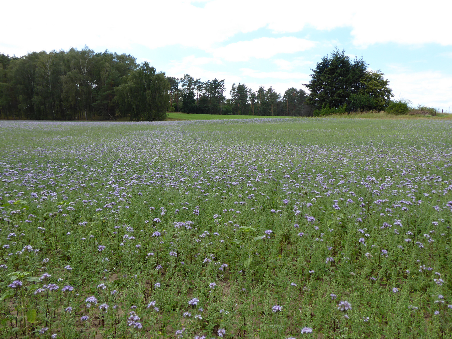 Bienenweide