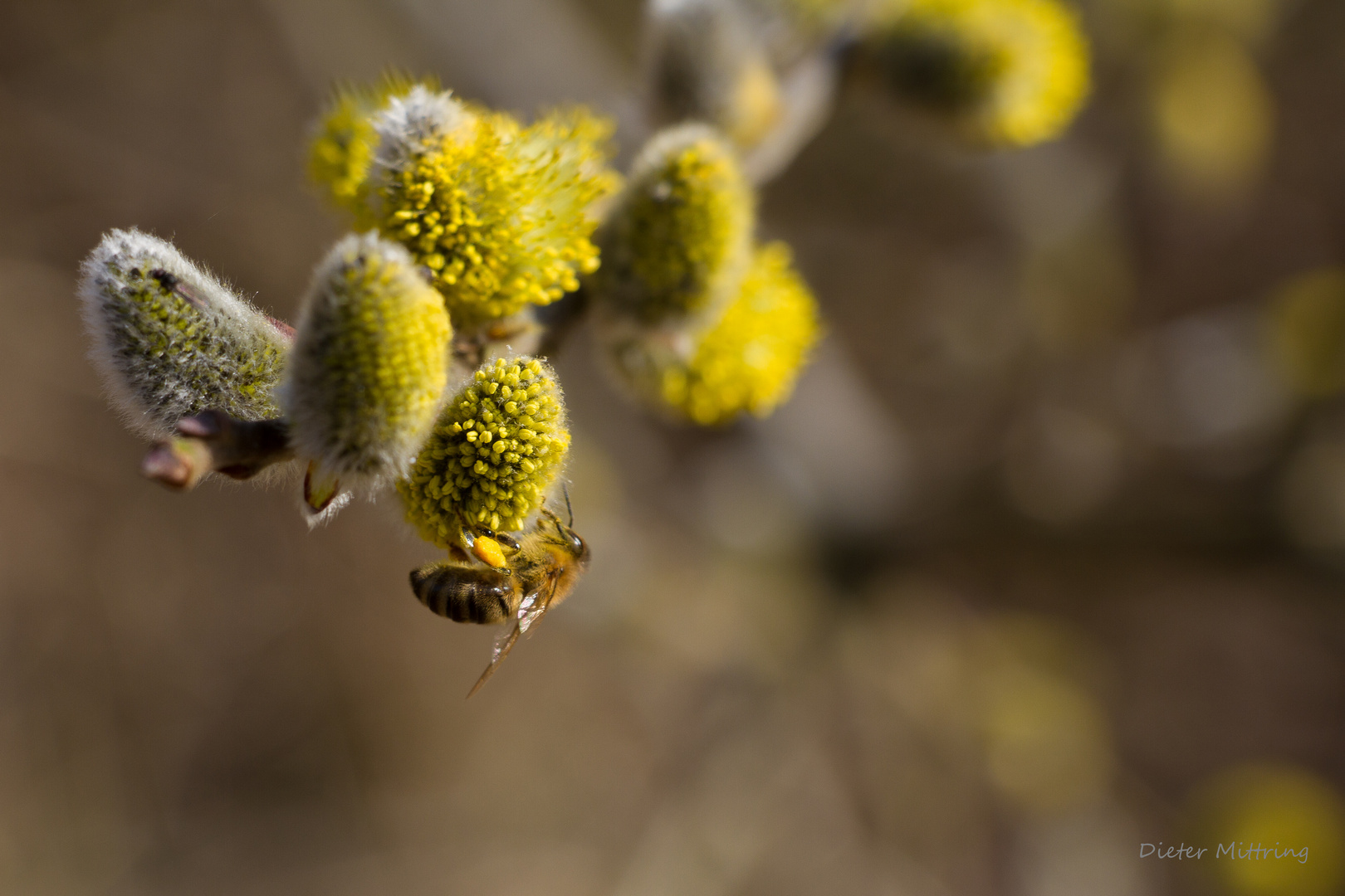 "Bienenweide"