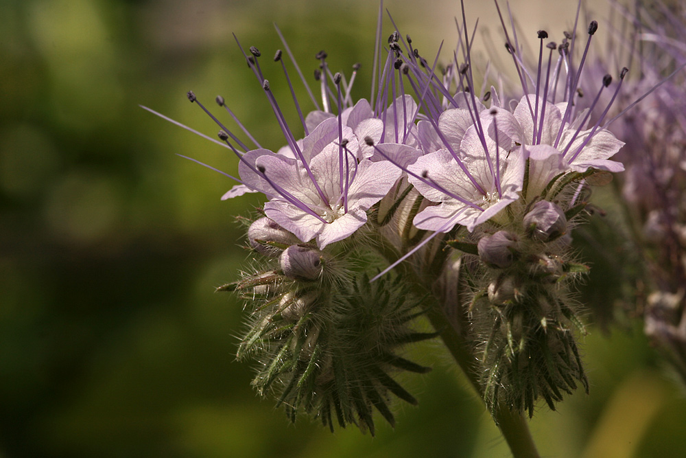 Bienenweide