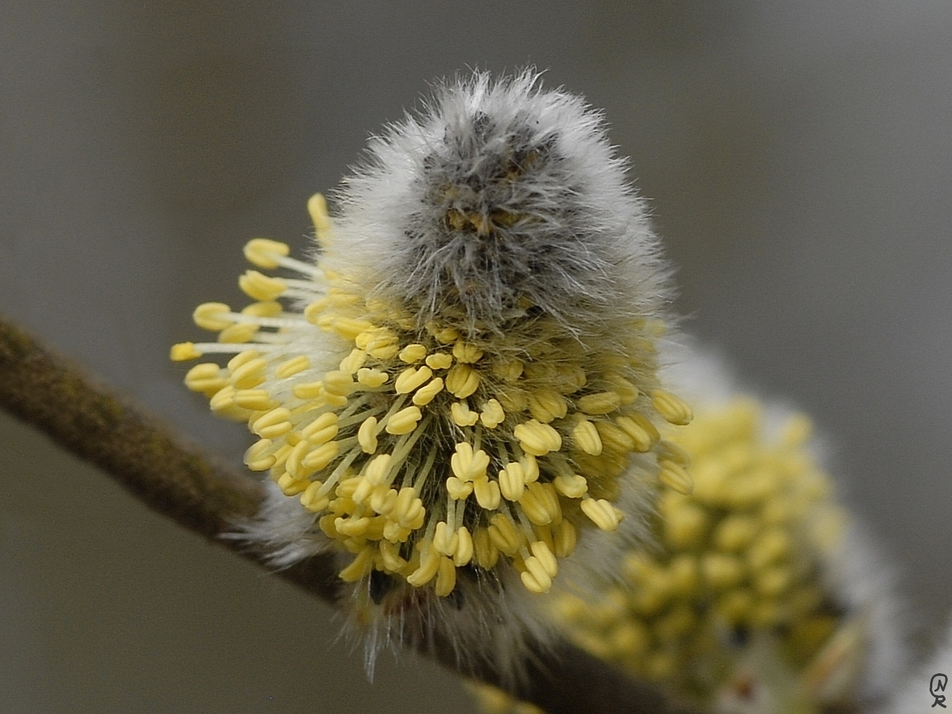 Bienenweide