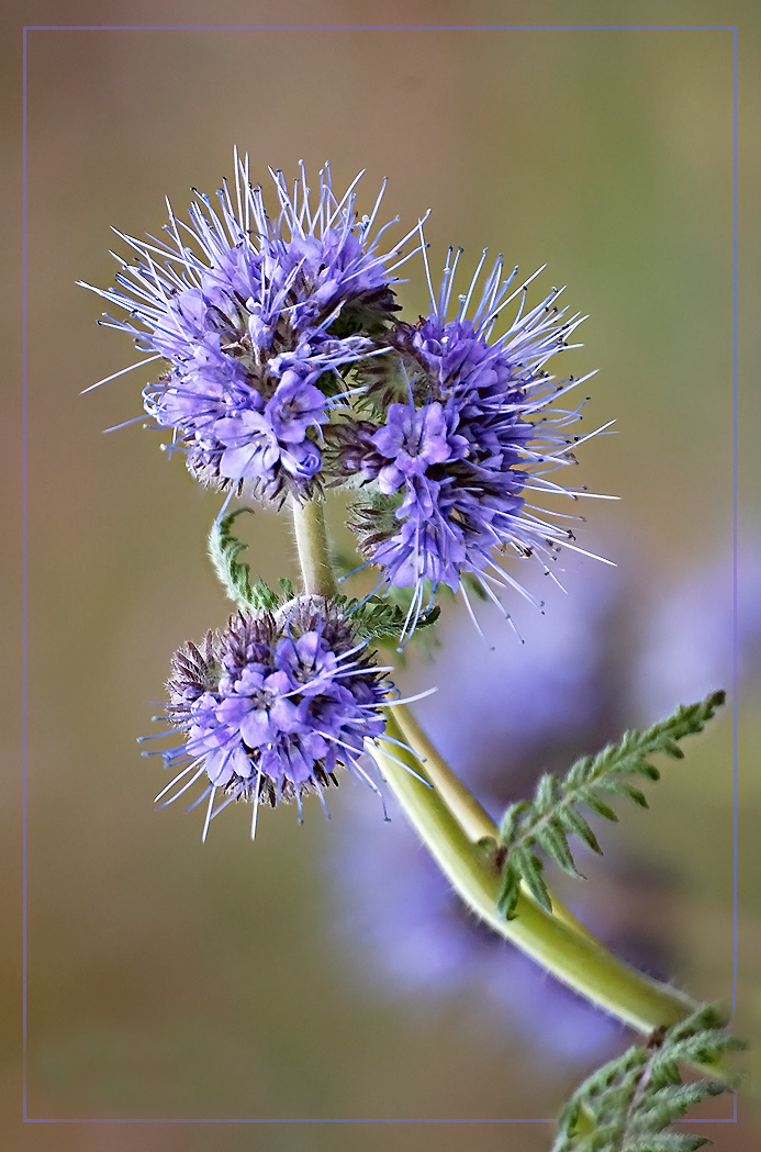 Bienenweide