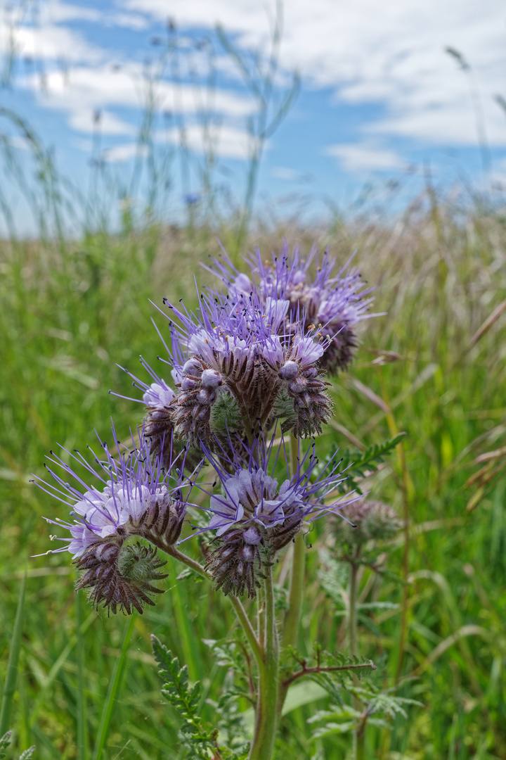 Bienenweide