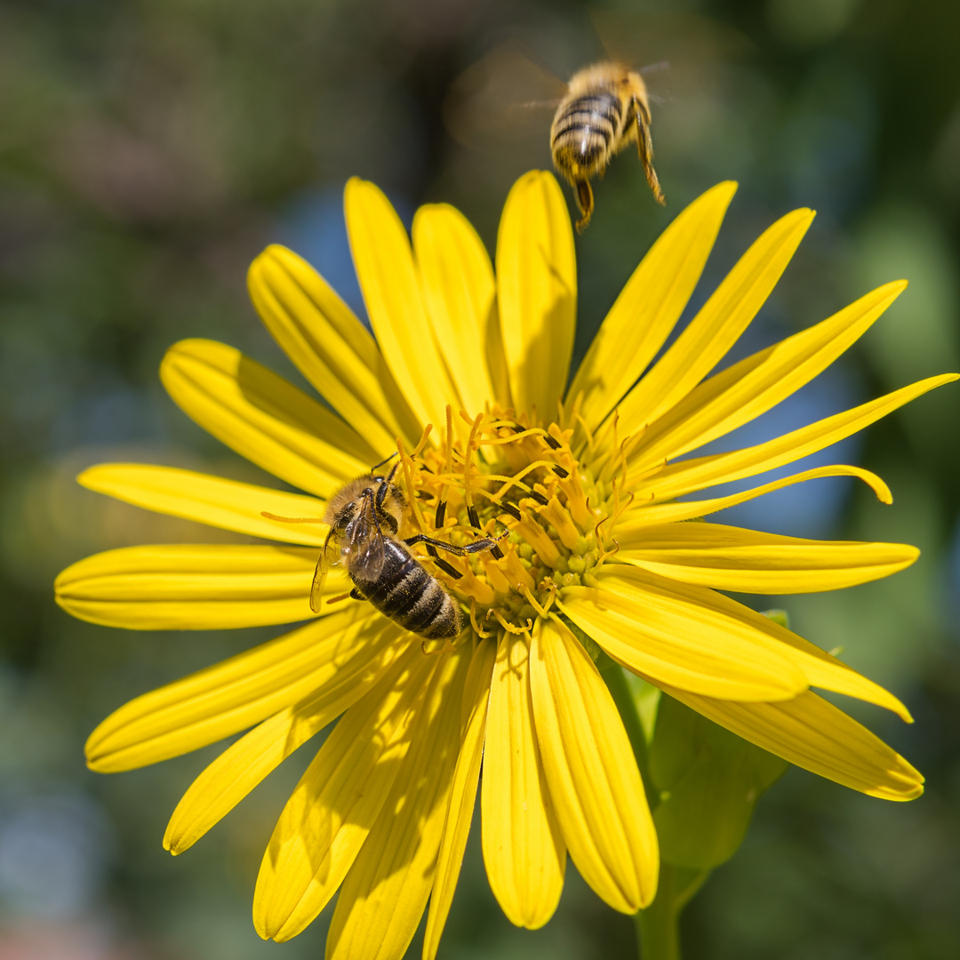 Bienenweide