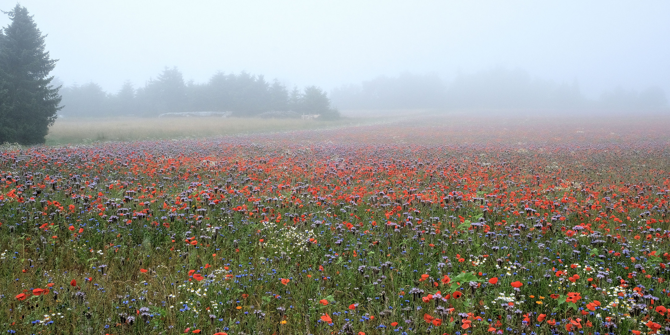 Bienenweide