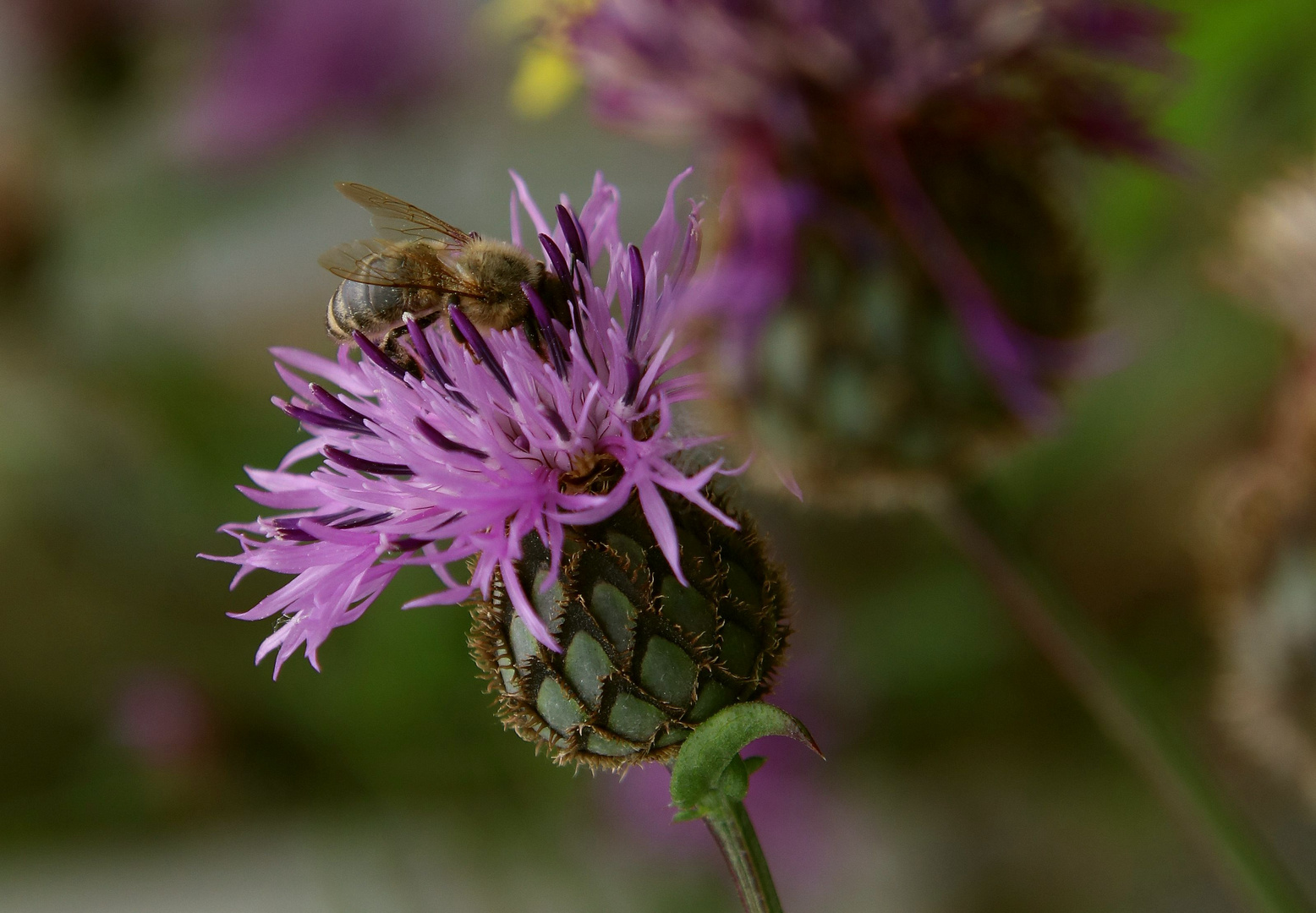 Bienenweide an der Industriestaße... (Flockenblume)