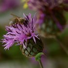 Bienenweide an der Industriestaße... (Flockenblume)