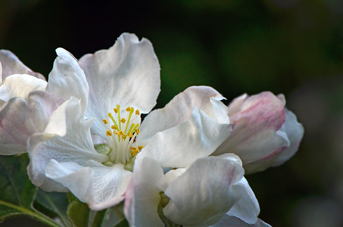 Bienenweide Apfelblüte