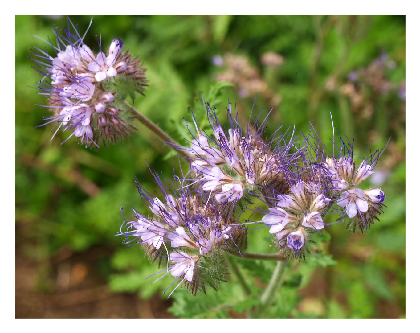 Bienenweide