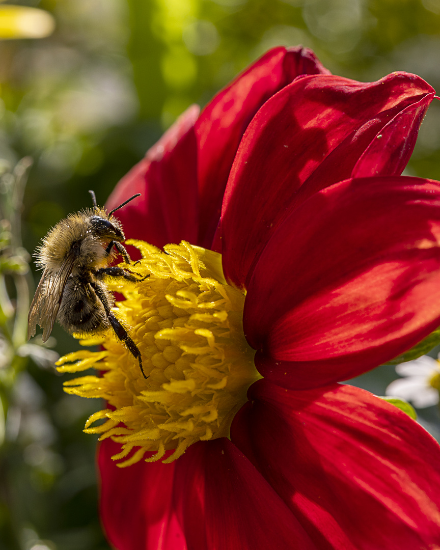 Bienenweide