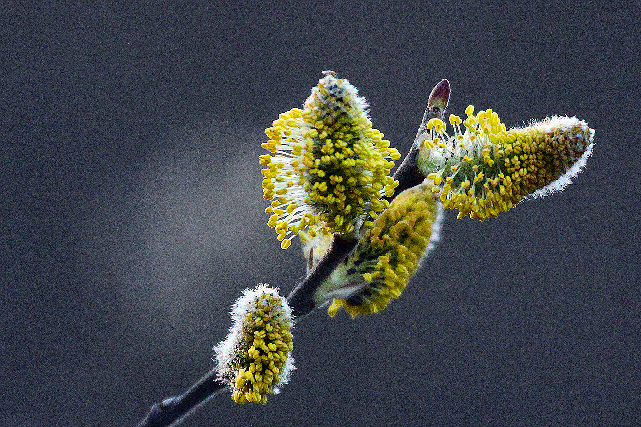 Bienenweide