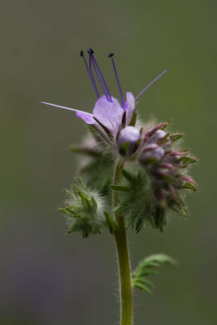 Bienenweide