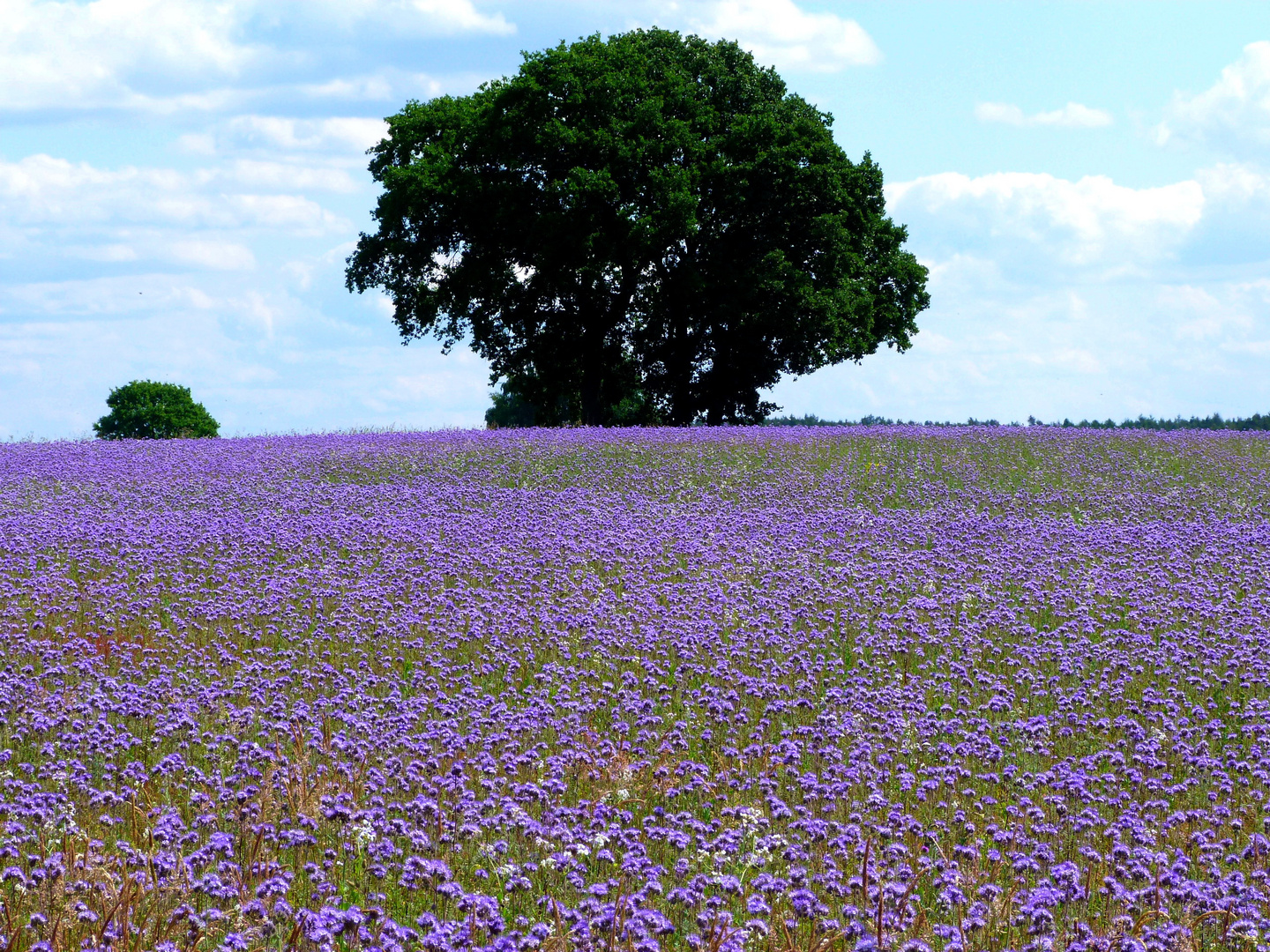 Bienenweide