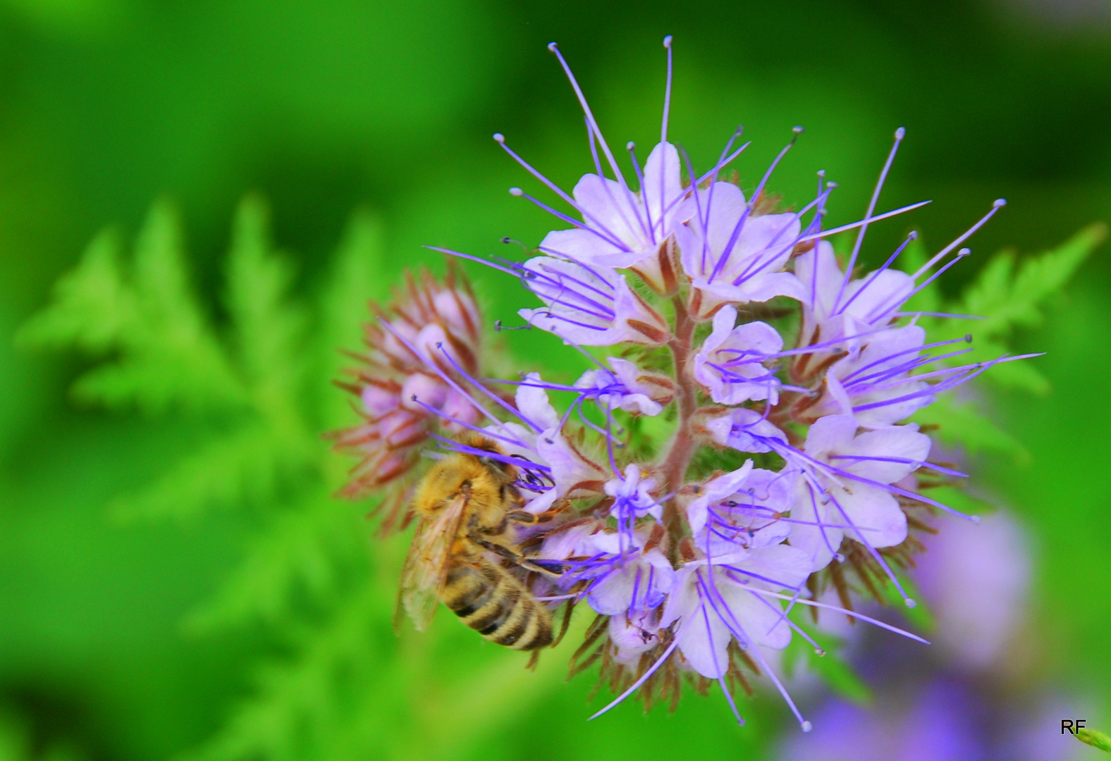 Bienenweide Foto & Bild | pflanzen, pilze & flechten, blüten- & kleinpflanzen, wildpflanzen ...
