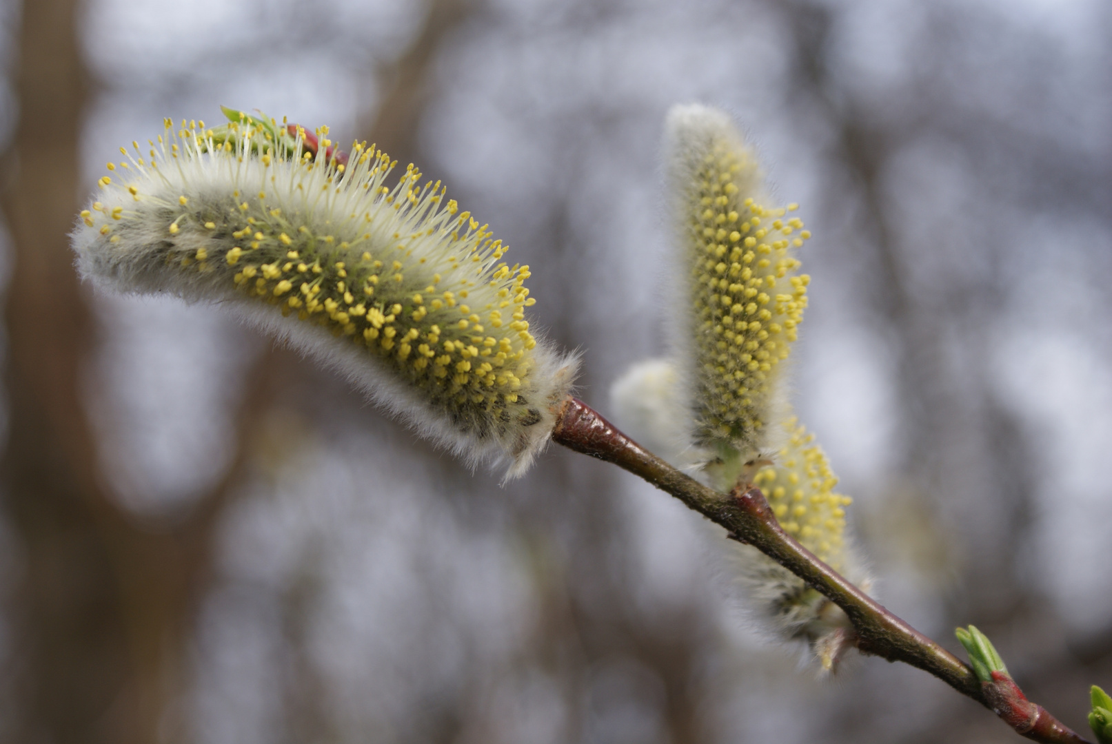 "Bienenweide"