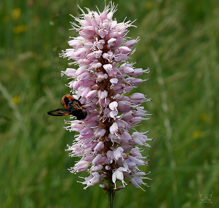 ~ Bienenweide ~