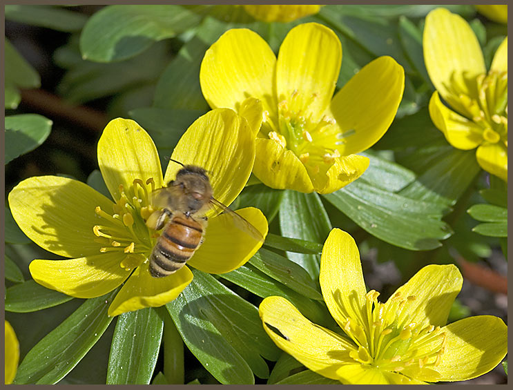 Bienenweide