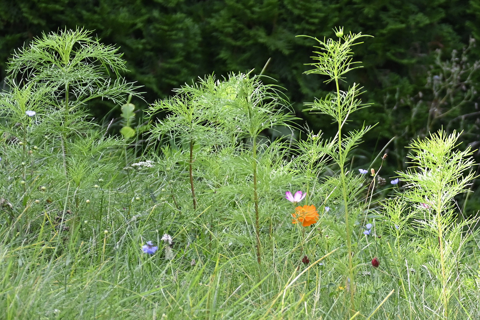 Bienenweide Ende September