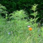 Bienenweide Ende September