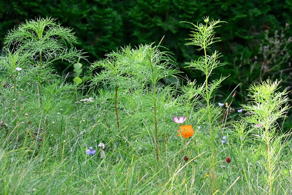 Bienenweide Ende September