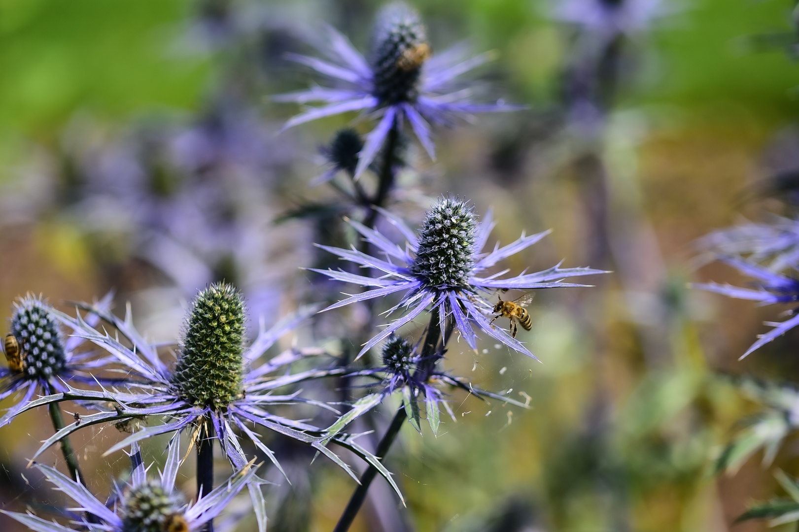 Bienenweide, es summt und brummt