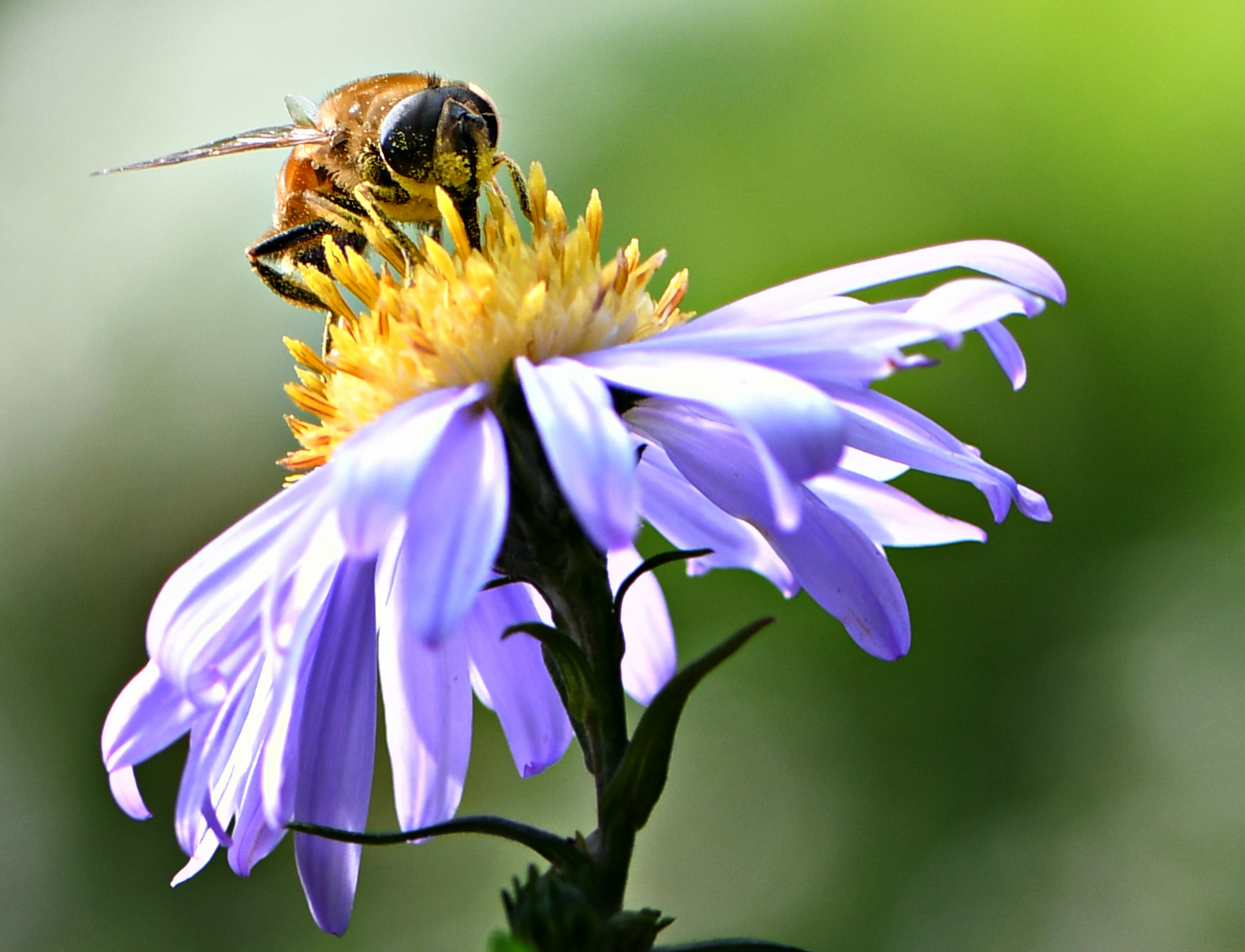 Bienenweide für den Herbst