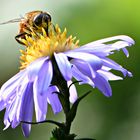 Bienenweide für den Herbst