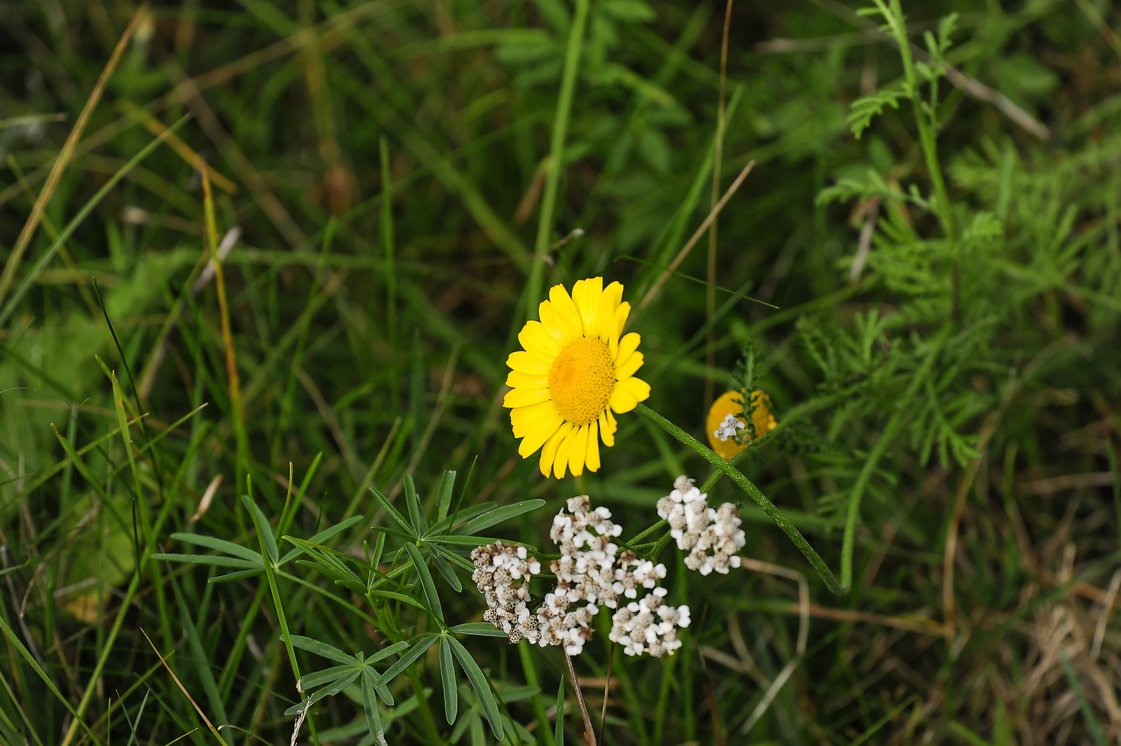 Bienenweide im Oktober - noch blüht sie reichlich! :-)