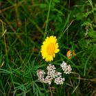 Bienenweide im Oktober - noch blüht sie reichlich! :-)