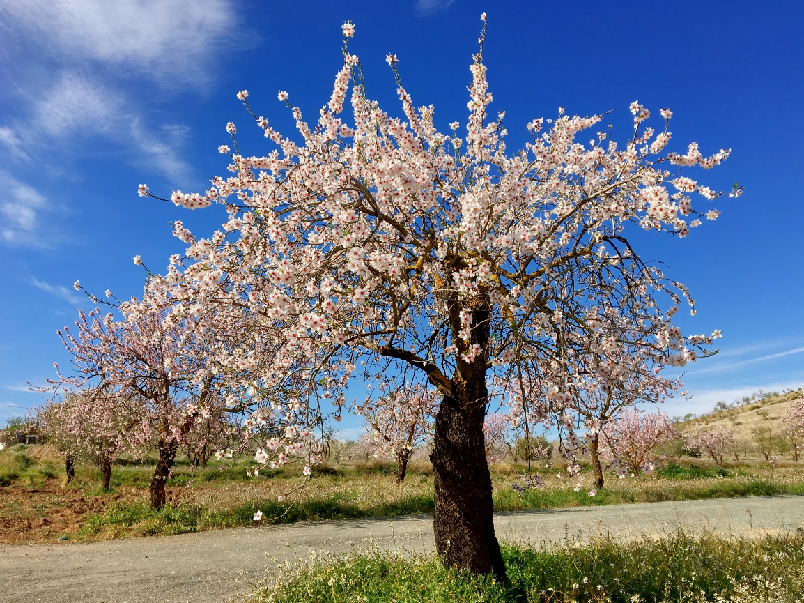 Bienenweide Mandelblüten