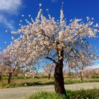 Bienenweide Mandelblüten