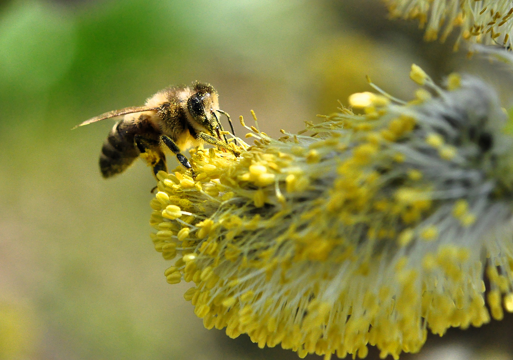 ..........:::::::::::::::::: Bienenweide mit Biene :::::::::::::::::.........