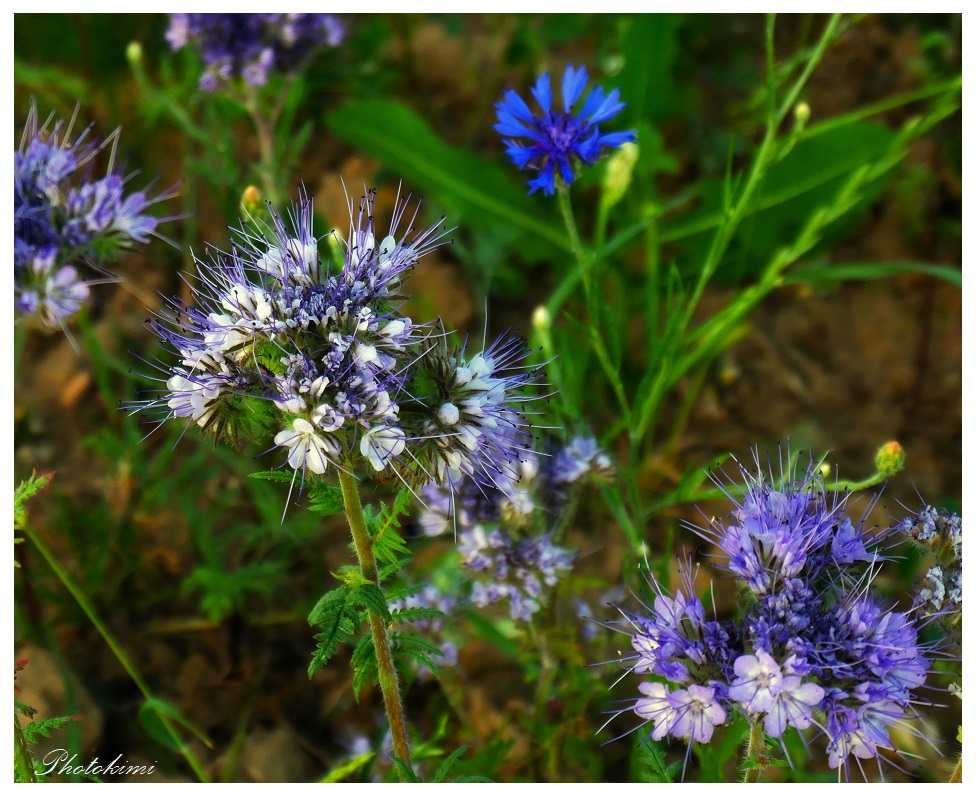 Bienenweide mit Kornblume Foto & Bild pflanzen, pilze & flechten