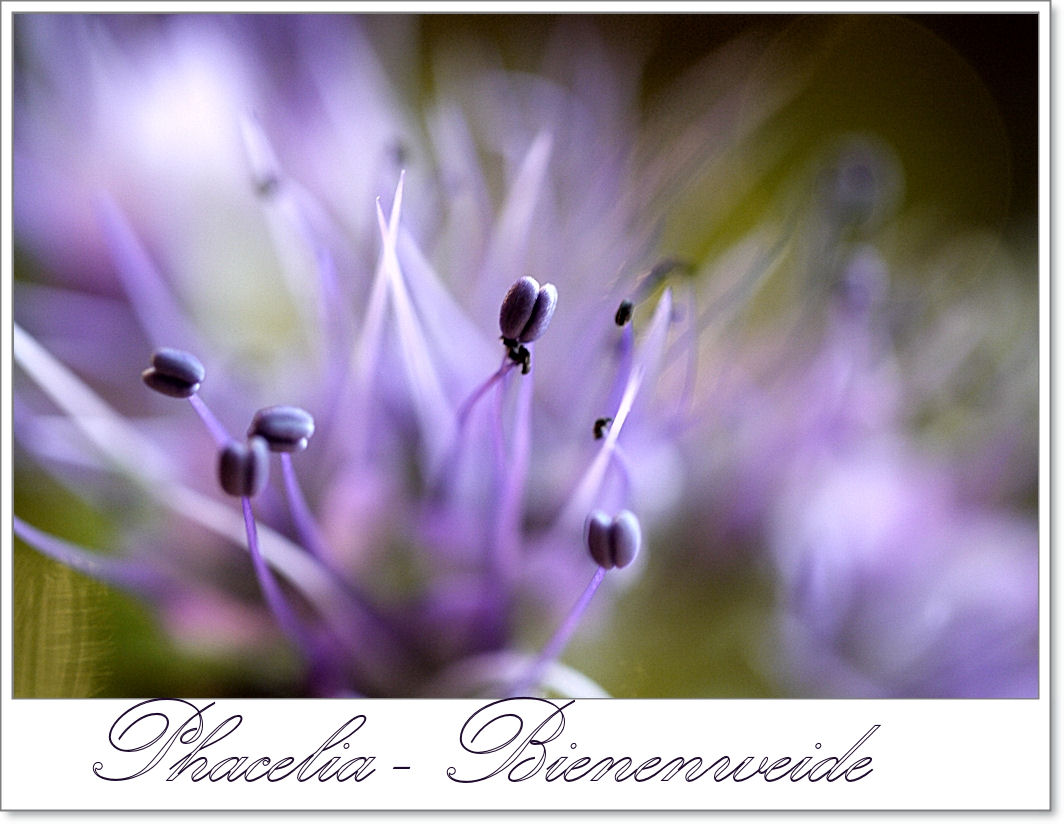 Bienenweide Phacelia