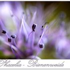 Bienenweide Phacelia