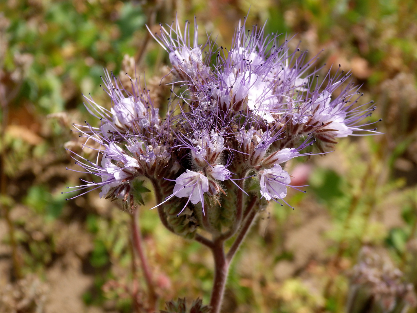 Bienenweide (Phacelia)