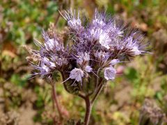 Bienenweide (Phacelia)