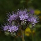 Bienenweide (Phacelia)