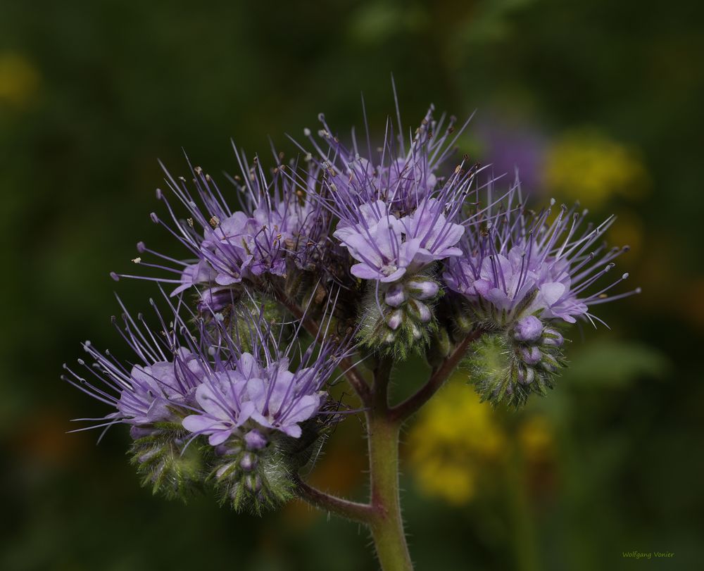 Bienenweide (Phacelia)