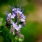 Bienenweide (Phacelia)