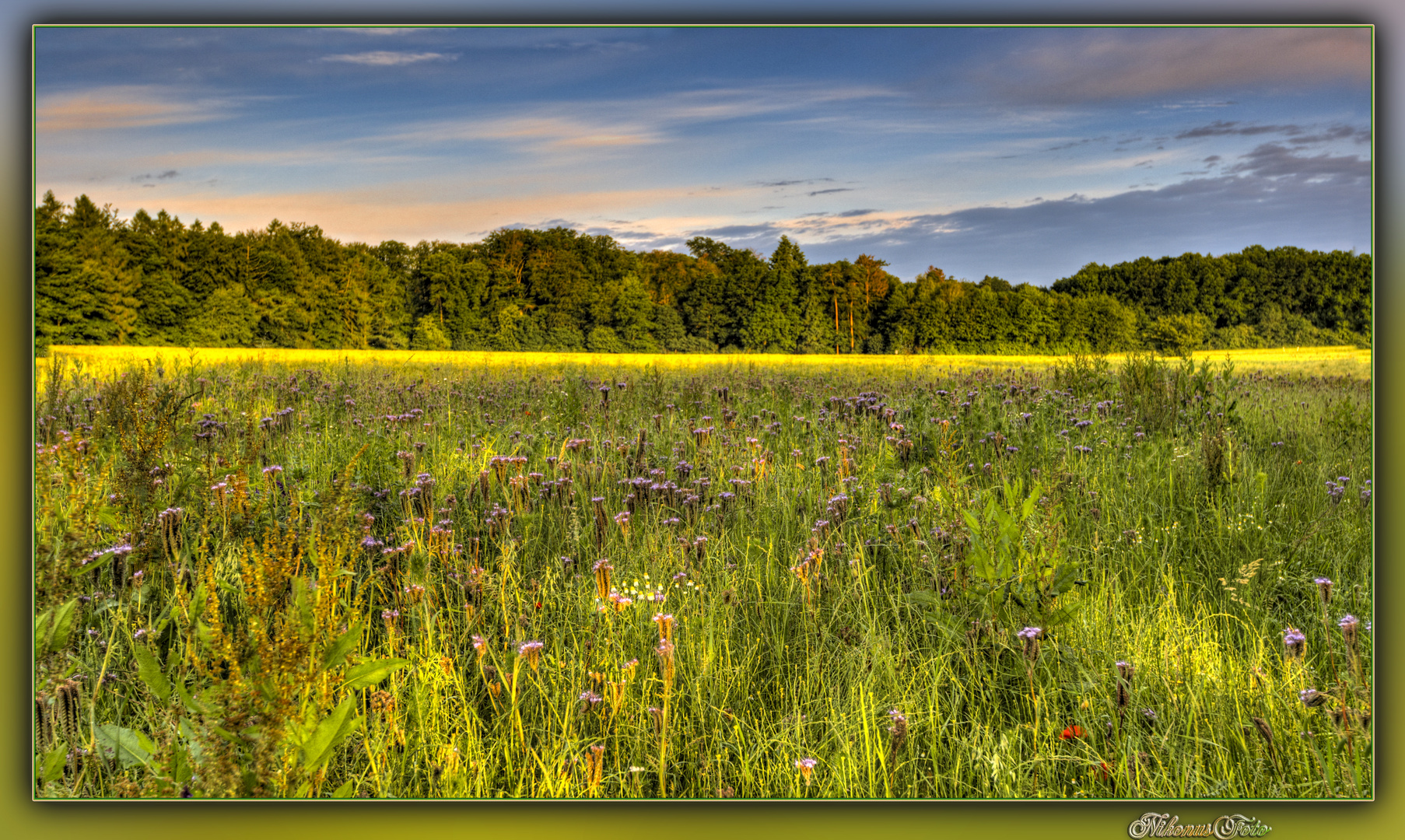  Bienenweide (Phacelia)