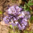 Bienenweide (Phacelia) in Münster-Mauritz