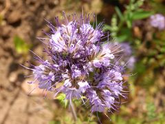 Bienenweide (Phacelia) in Münster-Mauritz