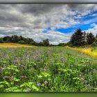 Bienenweide (Phallisch)