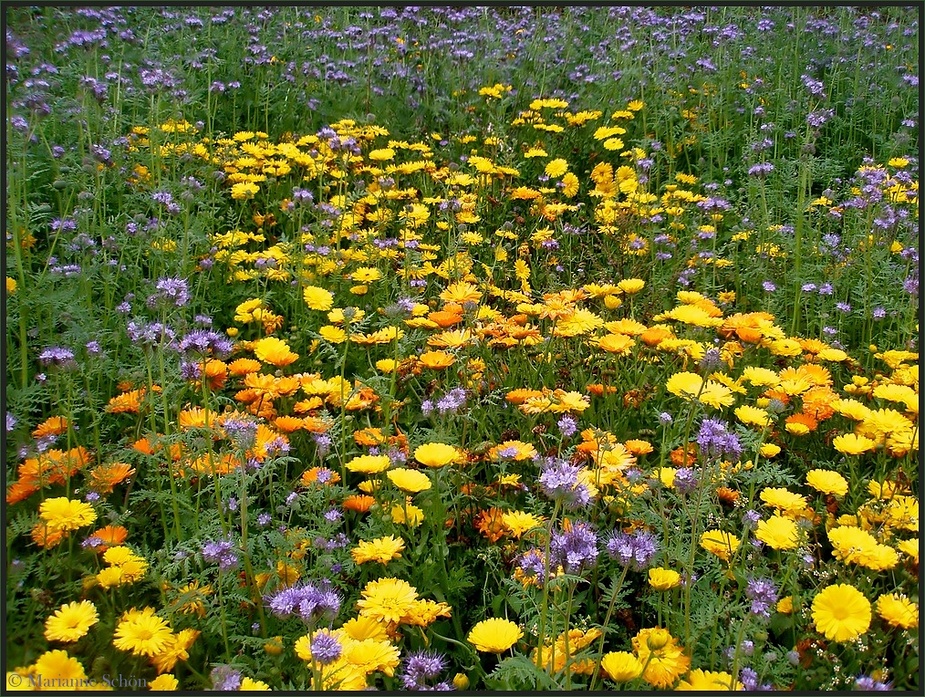 Bienenweide und Ringelblumen