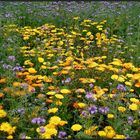 Bienenweide und Ringelblumen