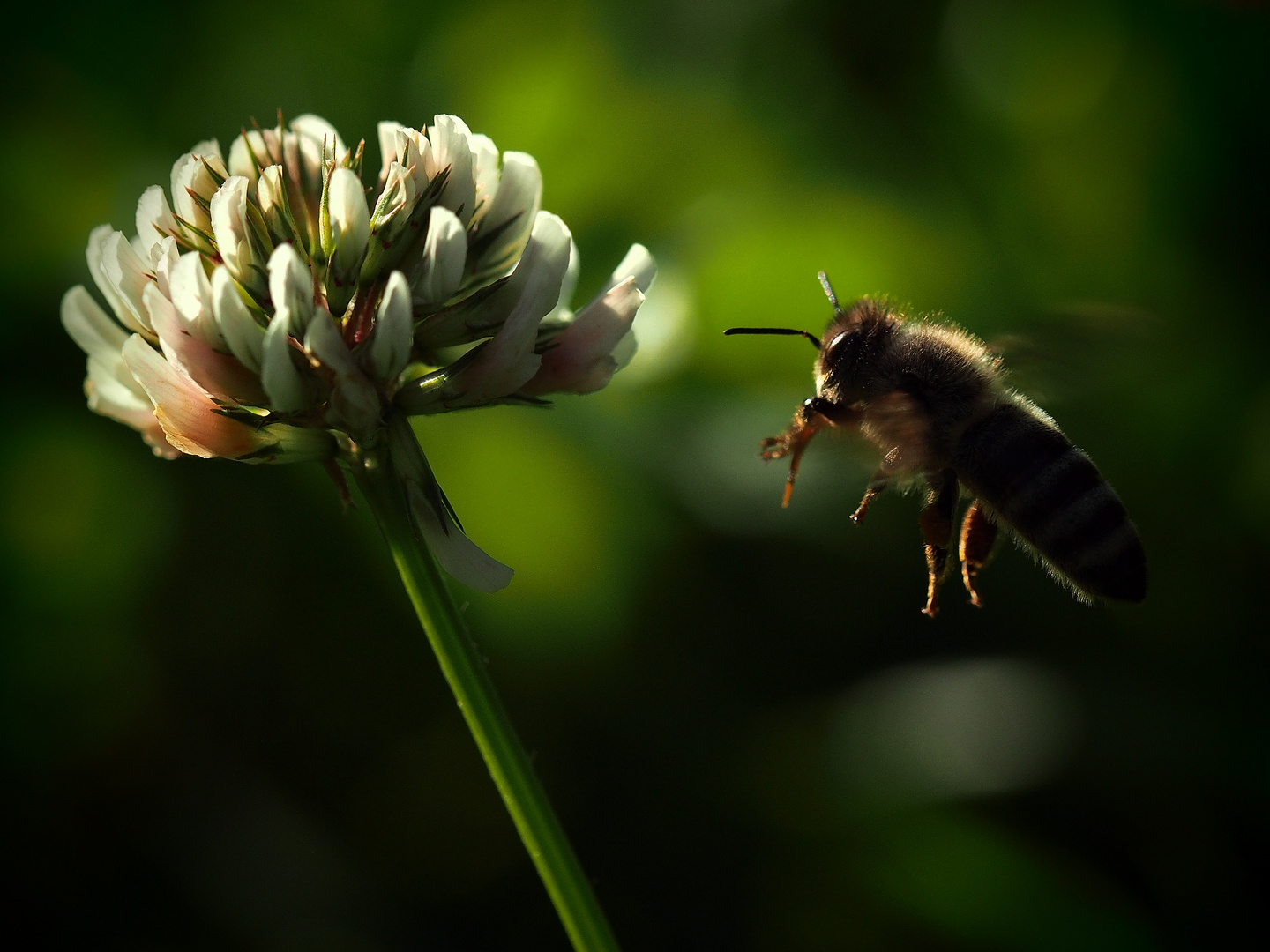 Bienenwelt