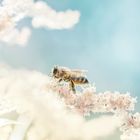 Bienenwelt