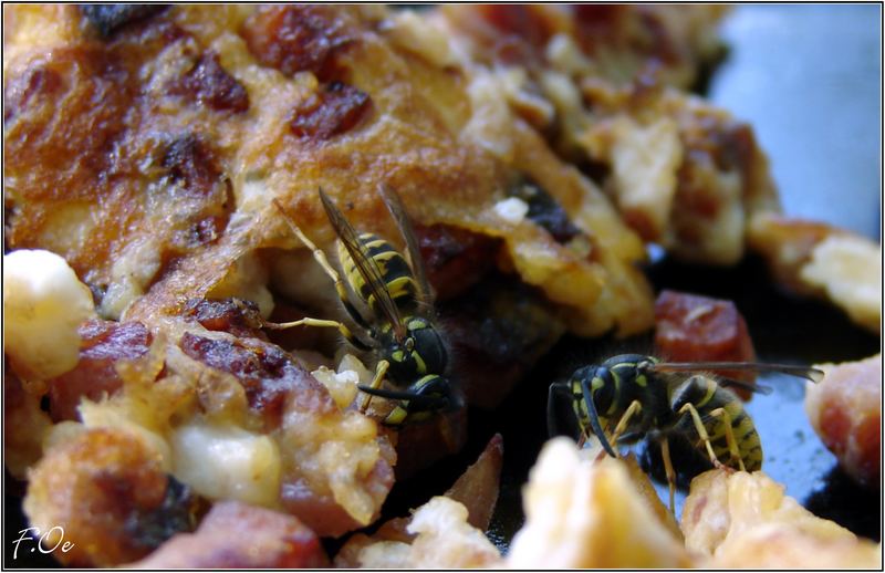 Bienenwespen frühstücken...!!!