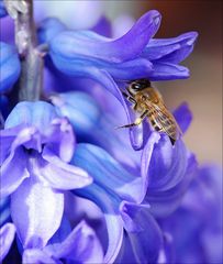 Bienenwetter 2